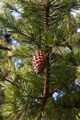 Pinus pungens IMG_9279 Sosna kłująca
